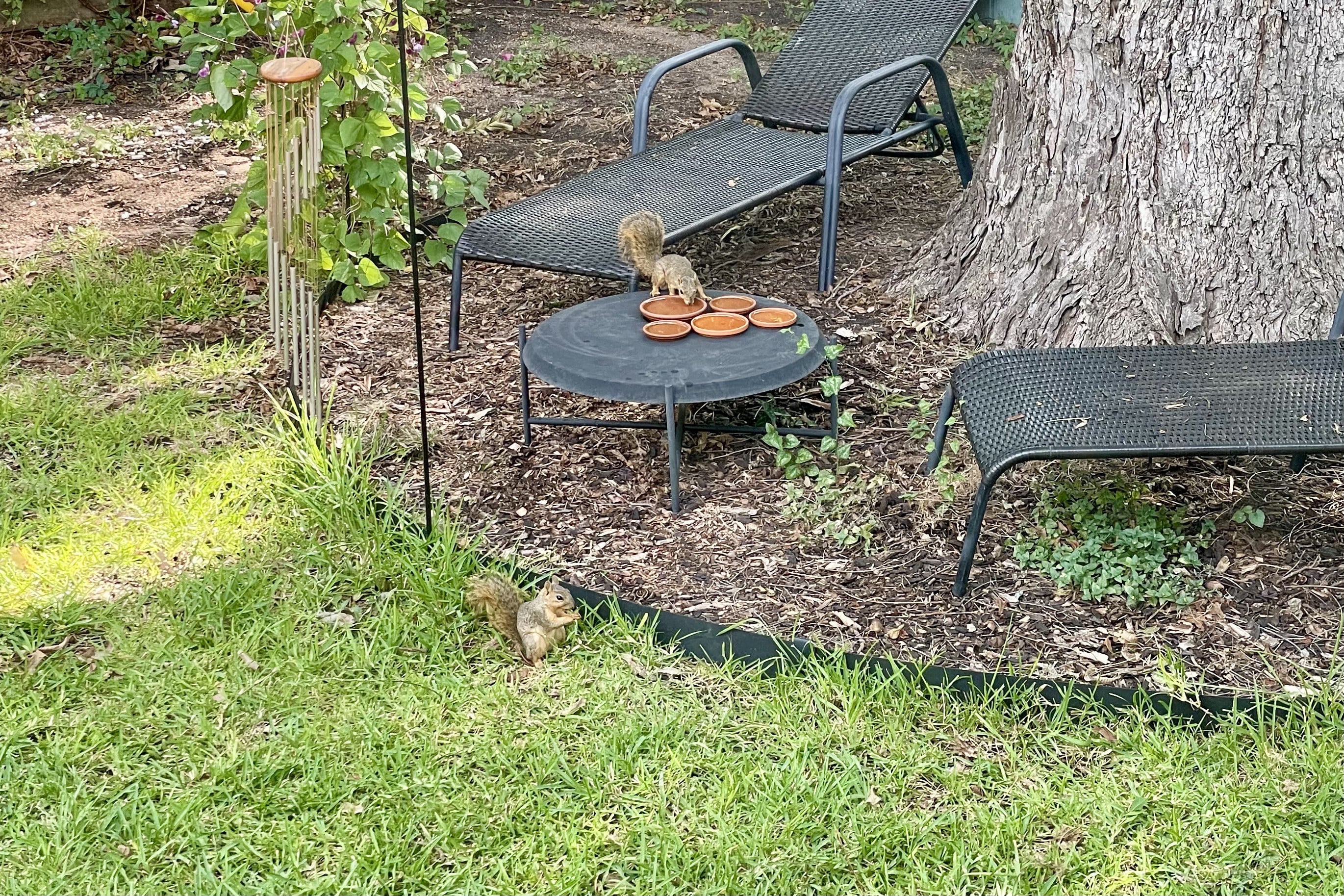 Put out water for squirrels and birds 🐿️