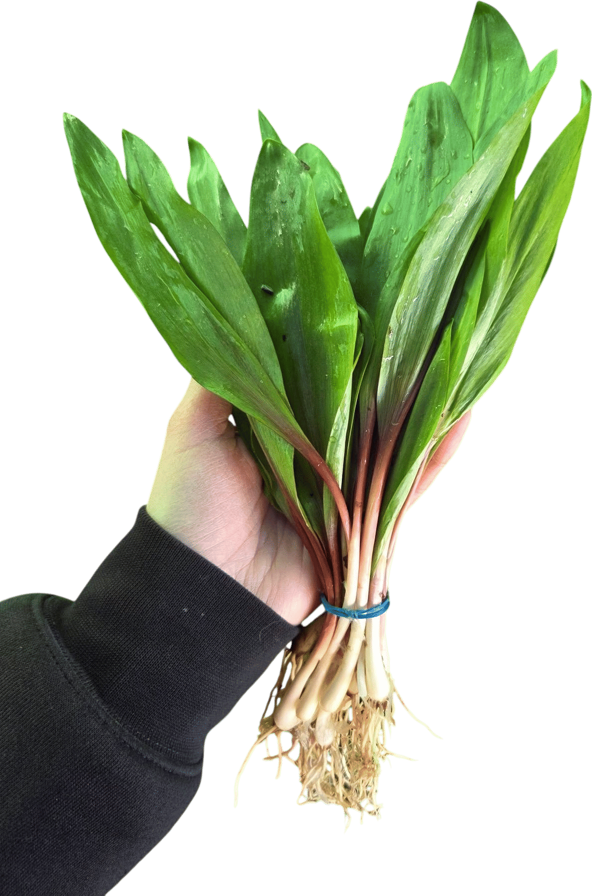 Seasonal veggies