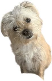 A furry friend