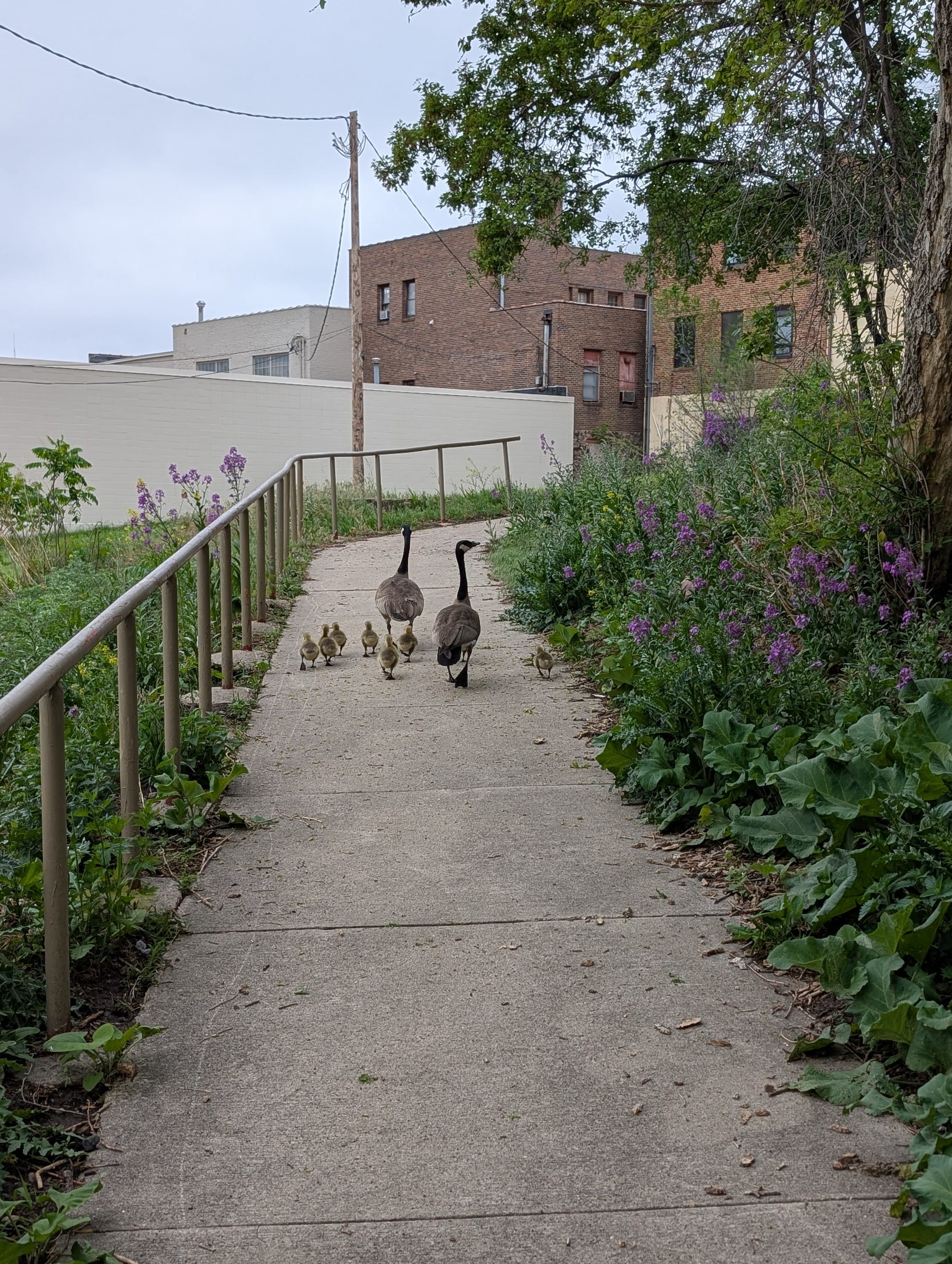 Taking a Morning Walk
