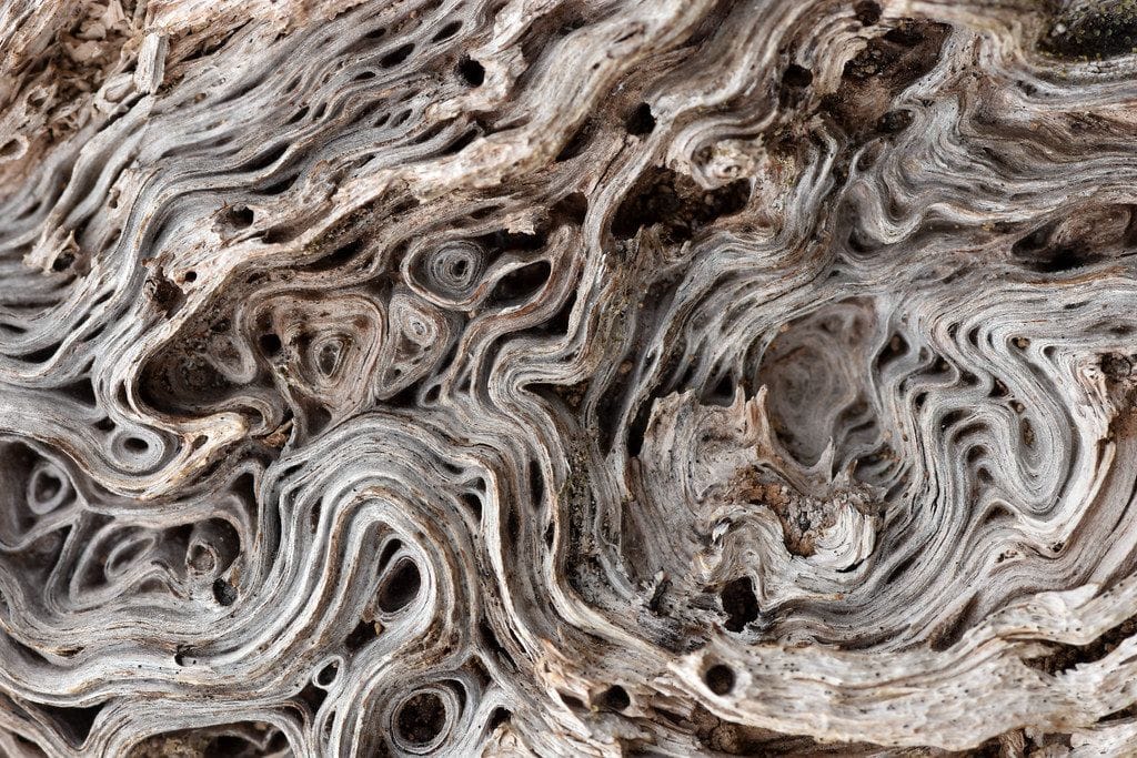 weathered burl on fallen oak
