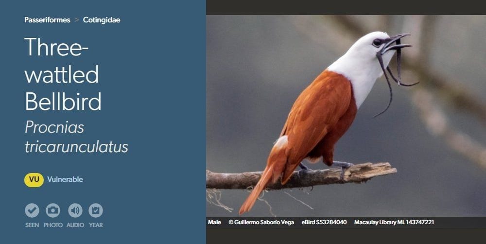 The 100 Greatest Bird Names of All Time