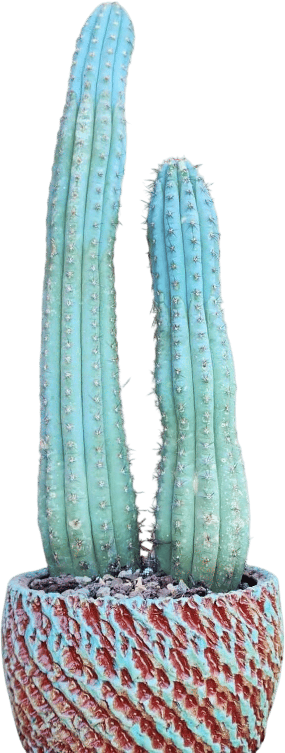 Owning Cacti