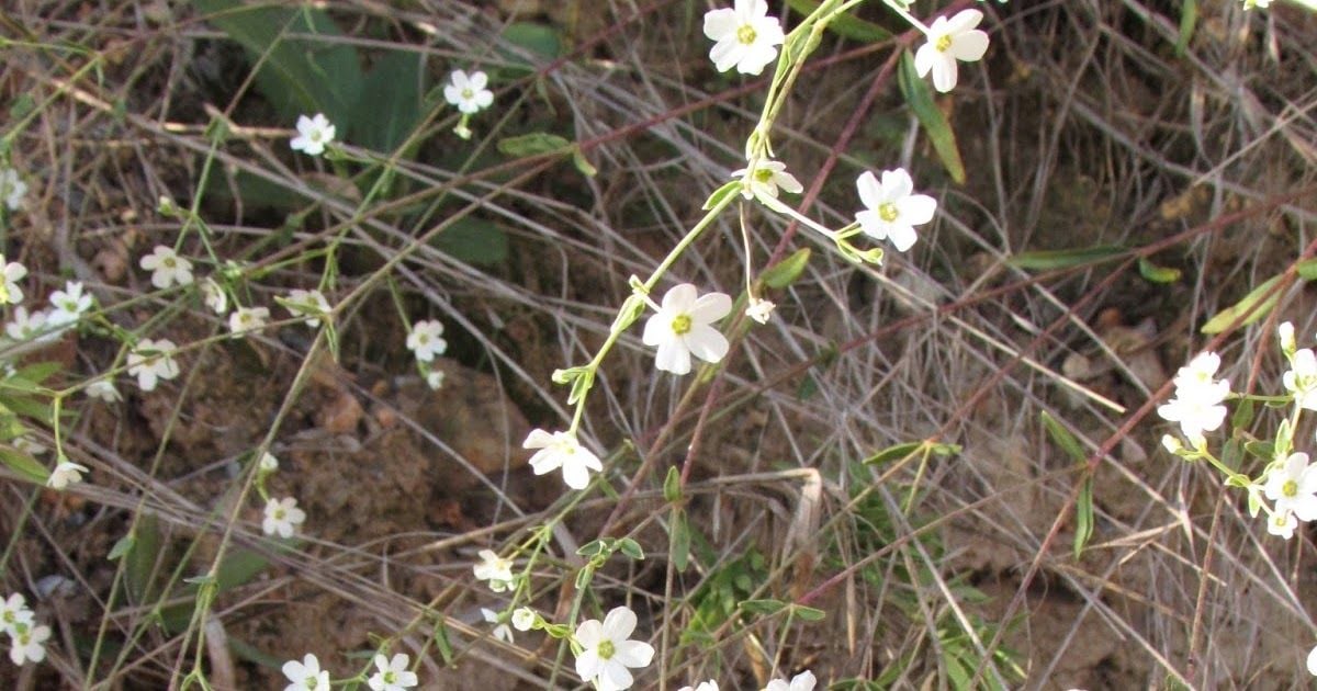 The Singular and Cheerful Life by Mary Oliver