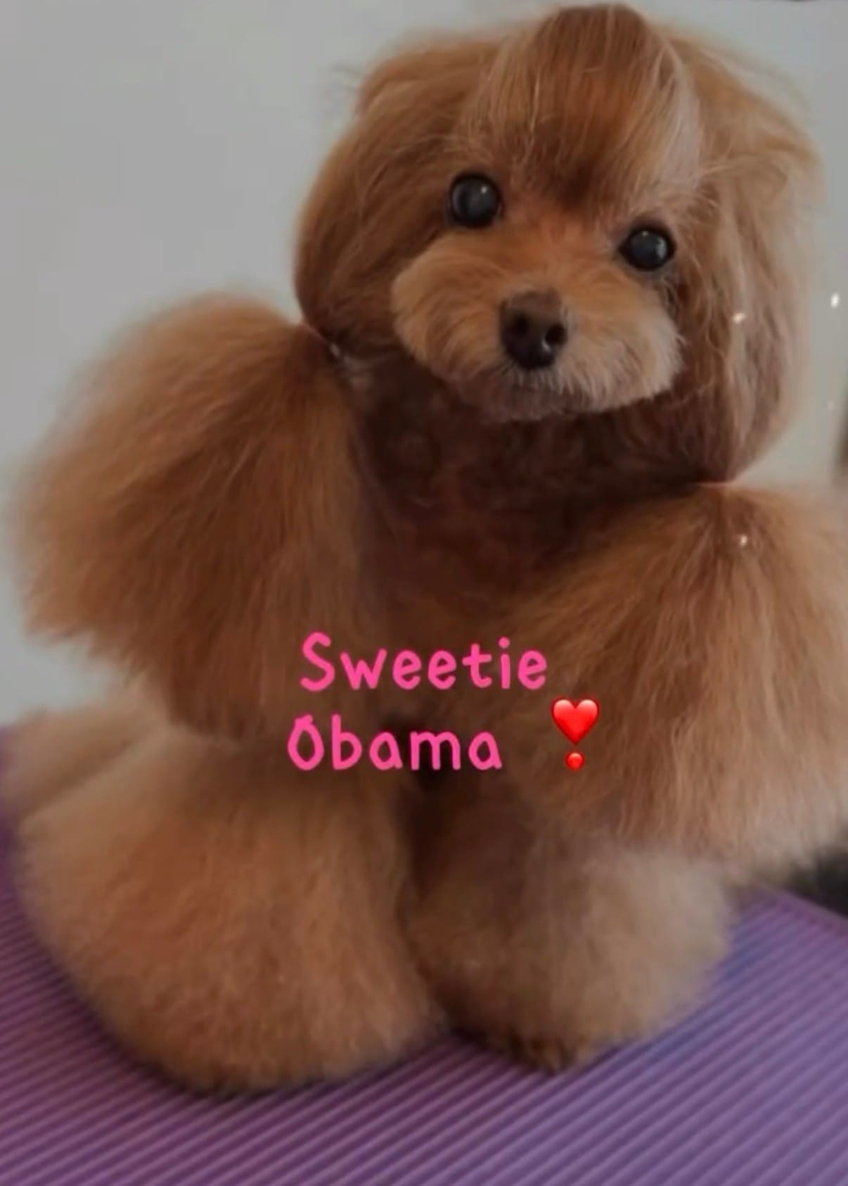 this poodle in Hong Kong named Obama