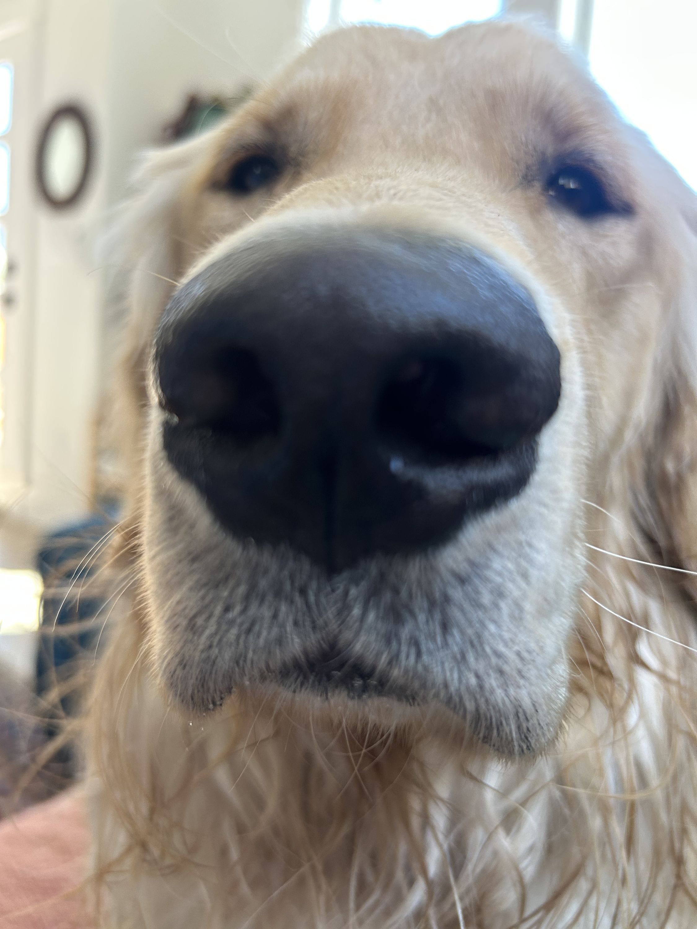 Close up pictures of pets