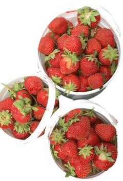 strawberries - picking or getting at the farmers market (or both!)