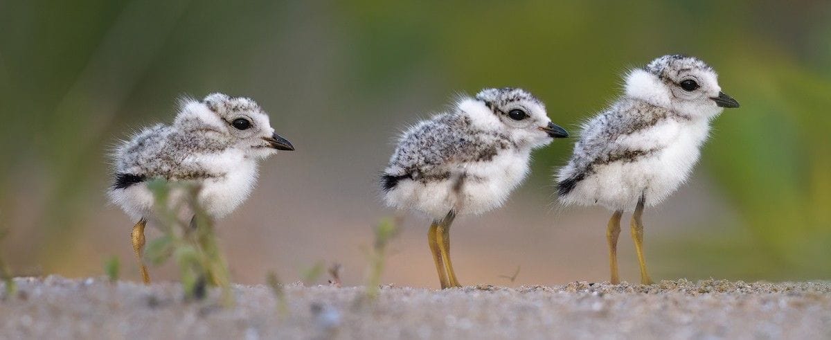 Birds of the World