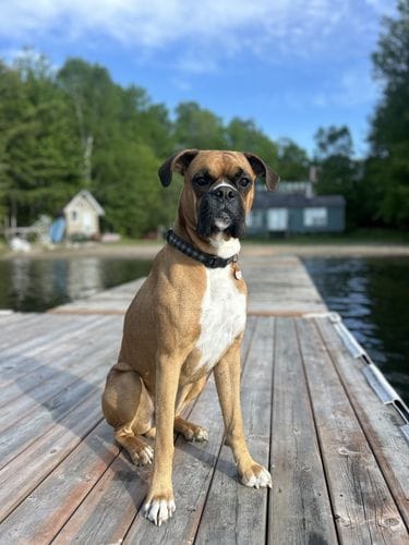 BOXER