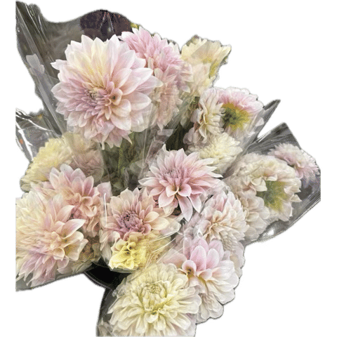 dahlias