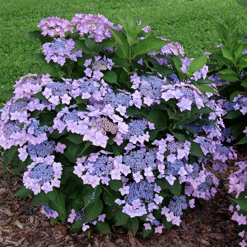 Lacecap Hydrangea