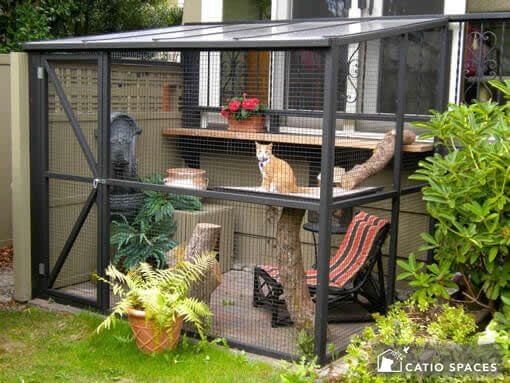 A catio