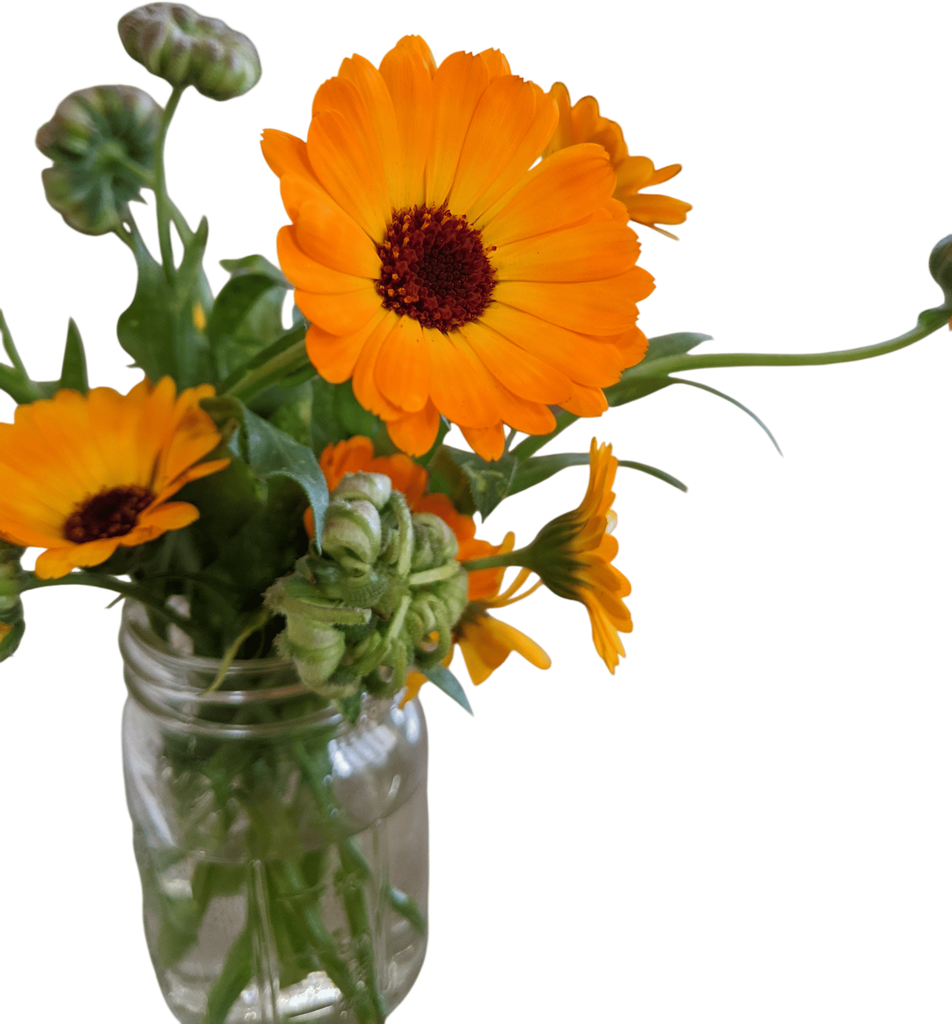 'Odesa Market' Calendula (Calendula officinalis)
