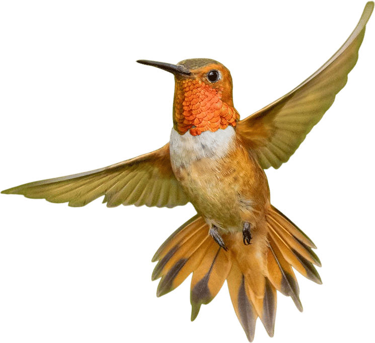 Hummingbirds!!