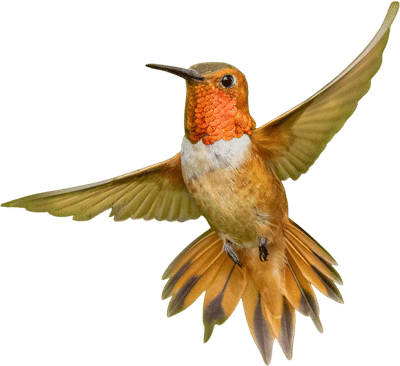 Hummingbird