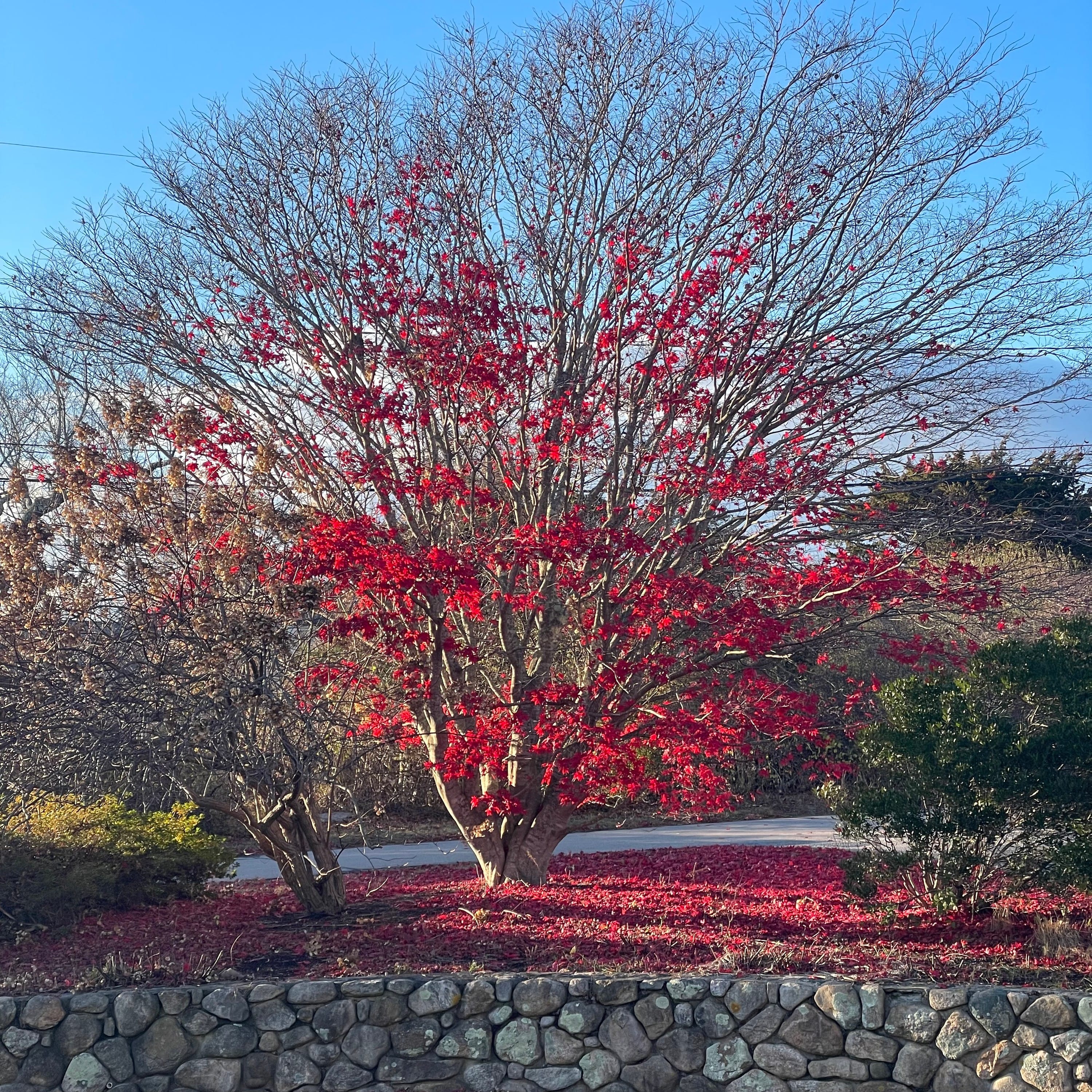 japanese maple