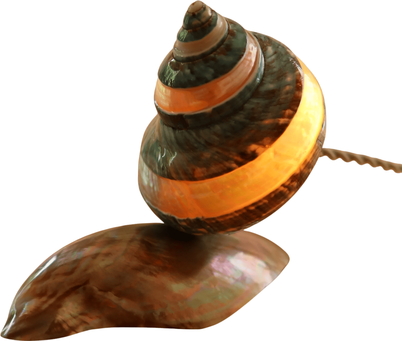 Shell Lamp I