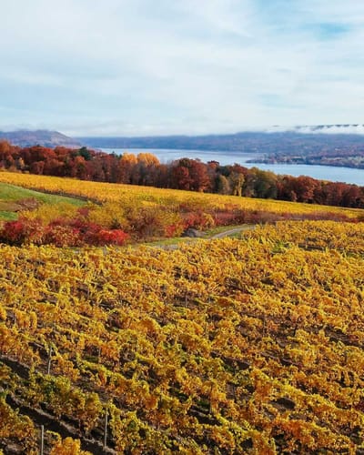 Dr. Konstantin Frank Winery