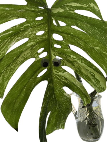 Putting Googly Eyes on Plants