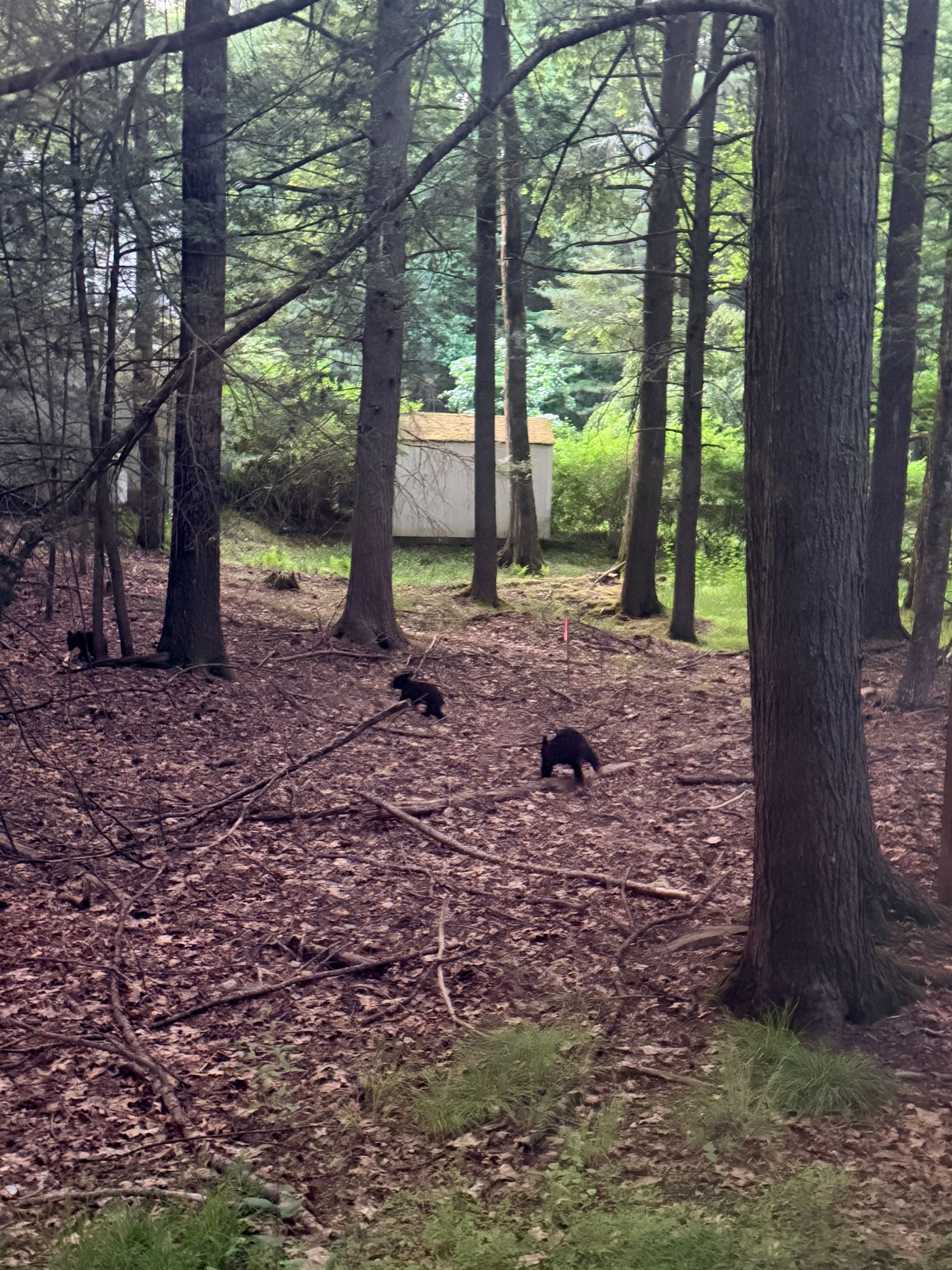 living in the woods