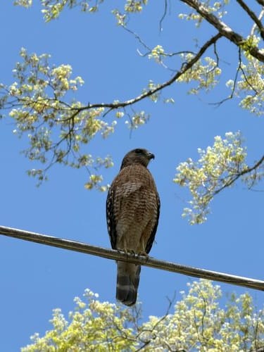 Hawk