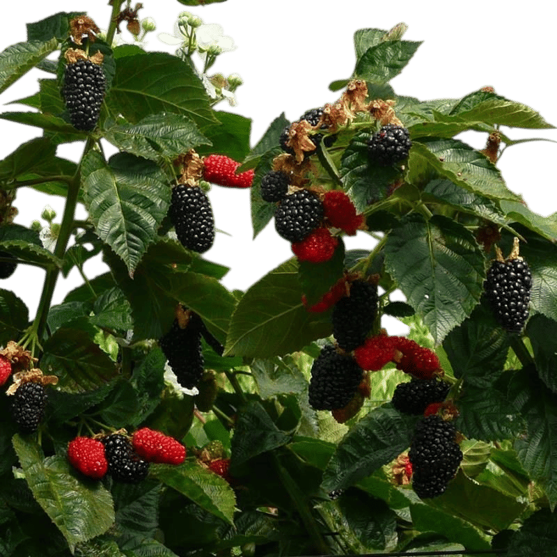 Thornless Prime-Ark Freedom Blackberry