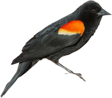 Red-winged blackbirds