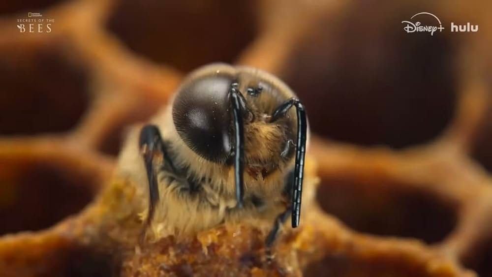 Secrets of Bees