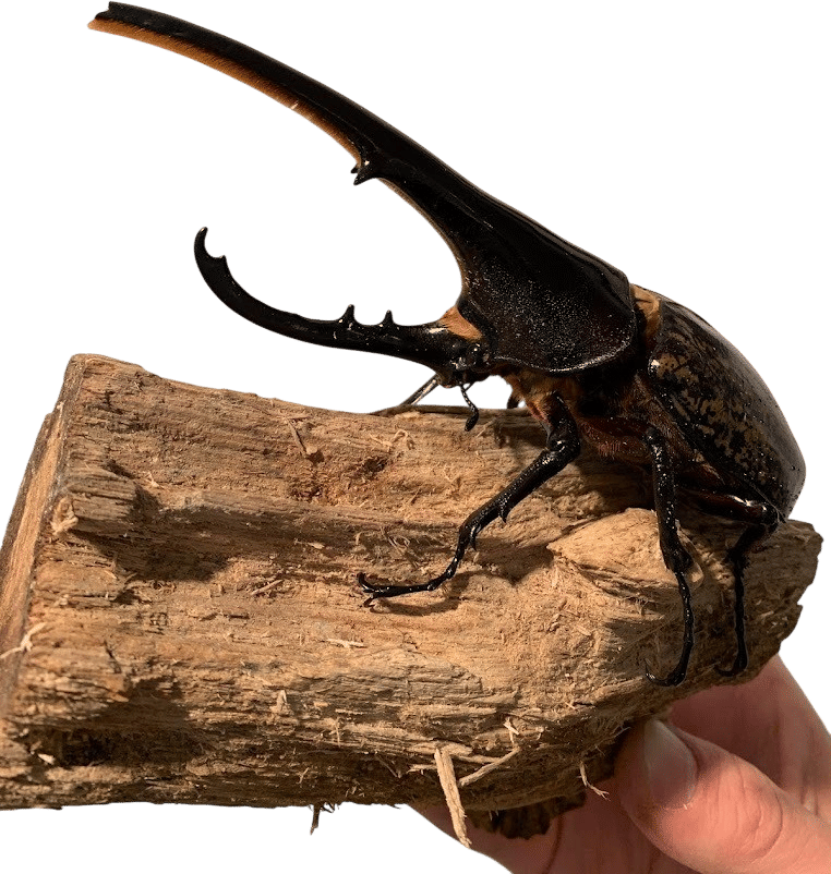 Fabre Insect Museum ファーブル昆虫館 「虫の詩人の館」
