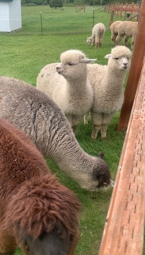 Krystal Acres Alpaca Farm