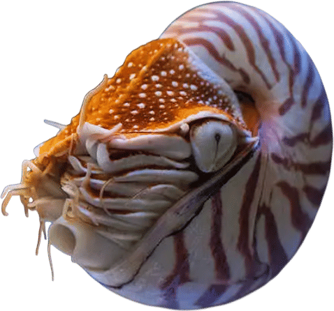 Chambered Nautilus
