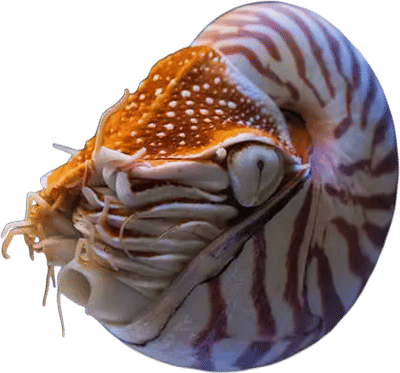 Chambered Nautilus