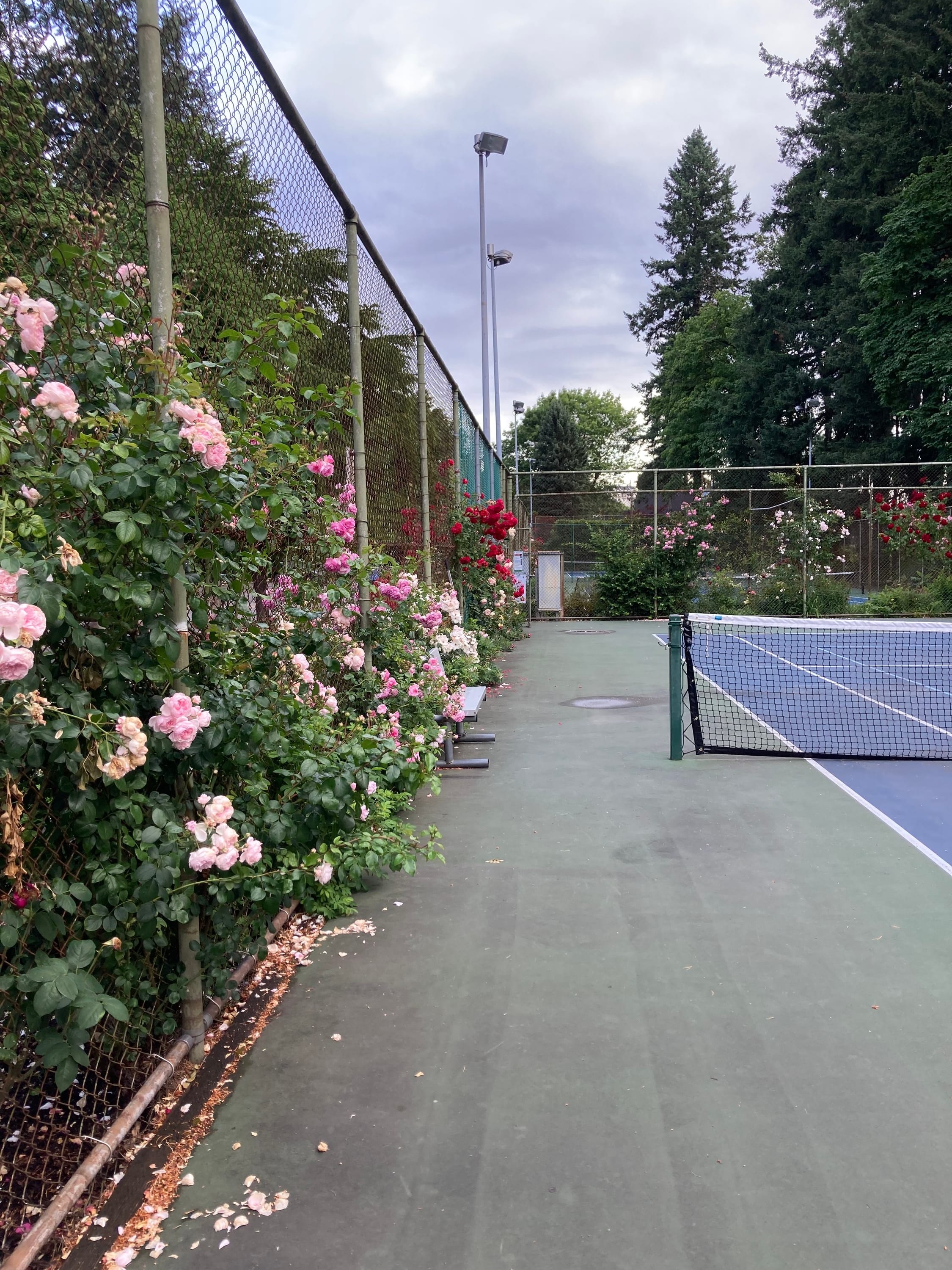 Rose-encrusted tennis courts at Washington Park: Portland, Oregon