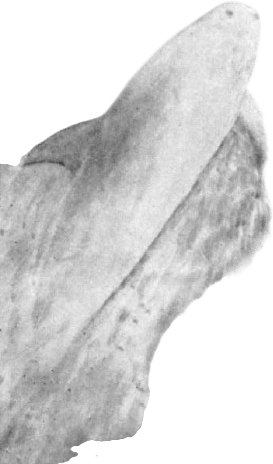 Pelorus Jack
