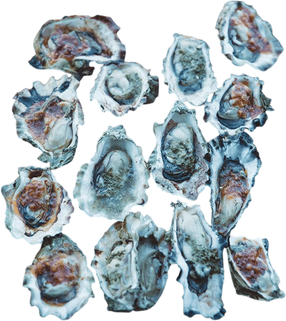 Hama Hama Oyster Co.