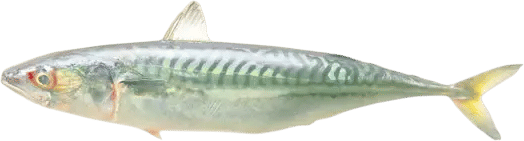 “Holy Mackerel!”