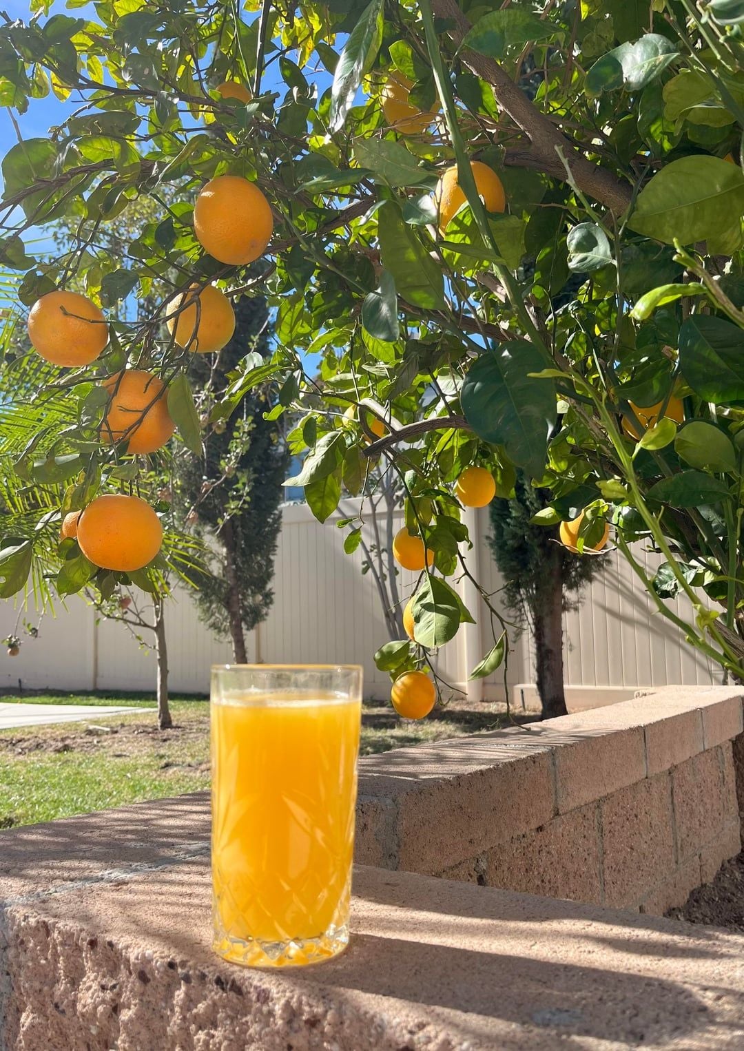 Fresh OJ