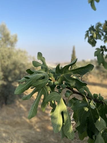 Picking figs on a late summer evening