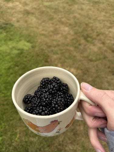 Picking blackberries for breakfast