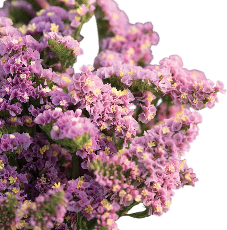 Statice (Limonium sinuatum)