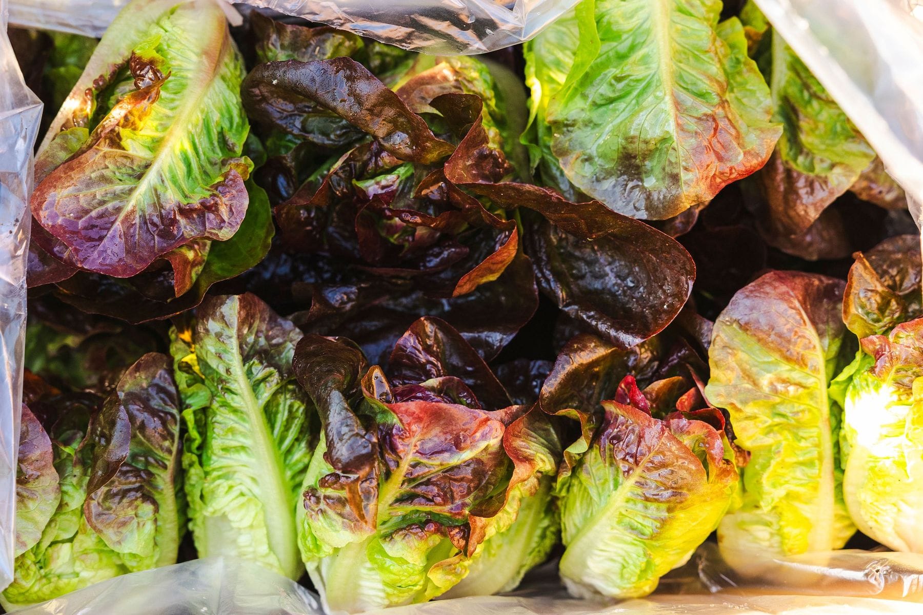 Feed Produce Box