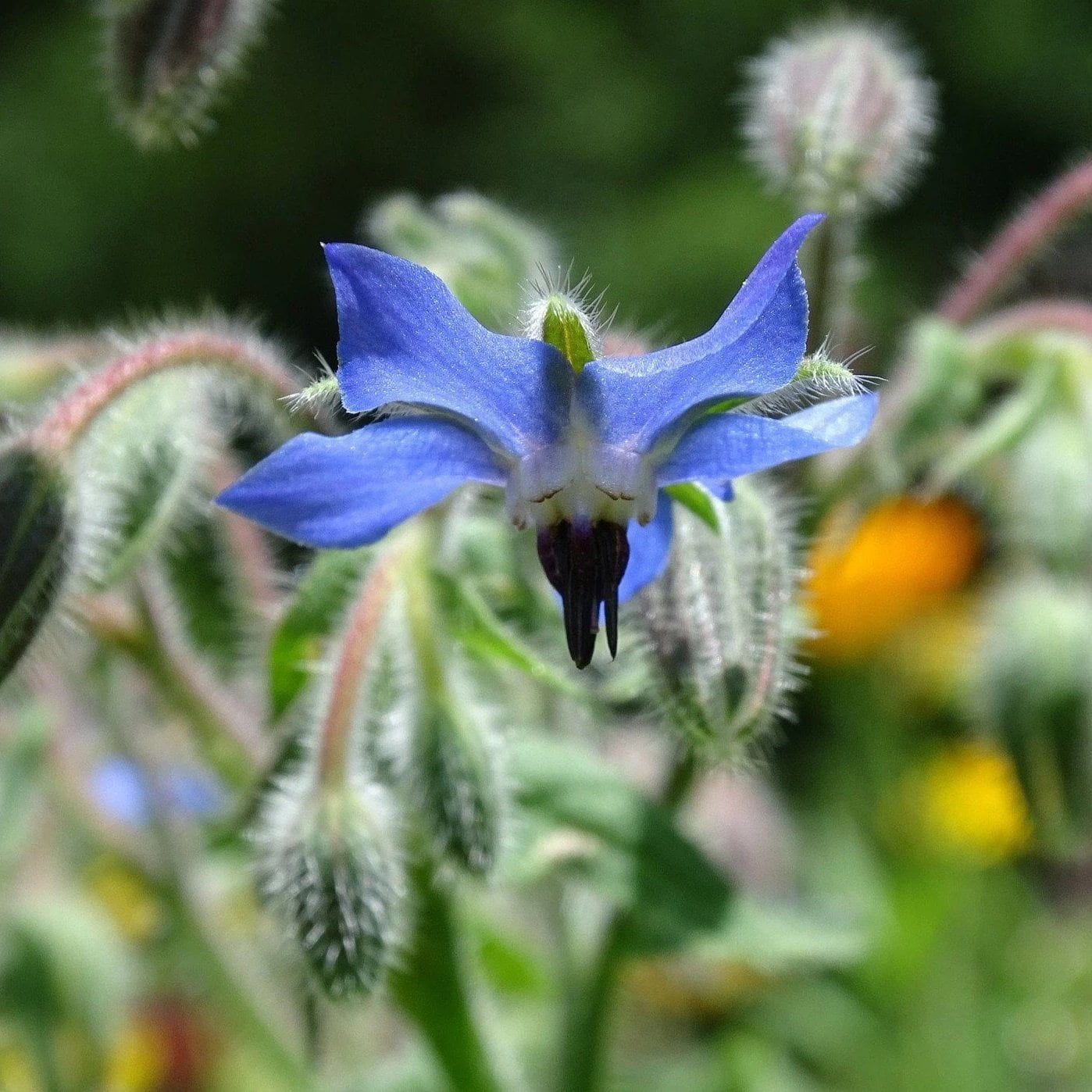 Borage (Borago officinalis)