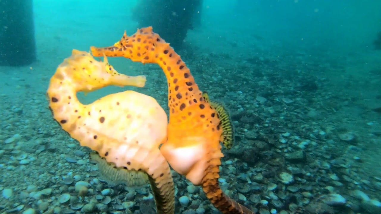 Seahorse Transfers Eggs to Partner