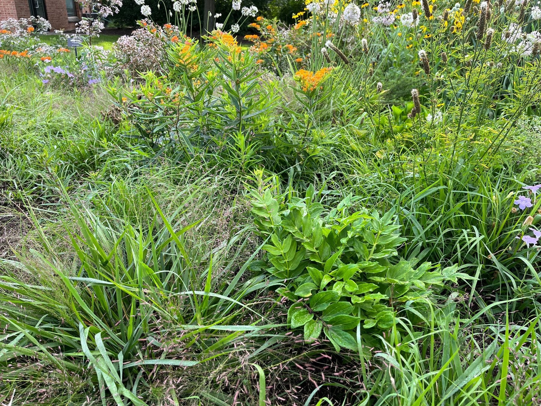 5 Native Plants for "Crummy" Soil