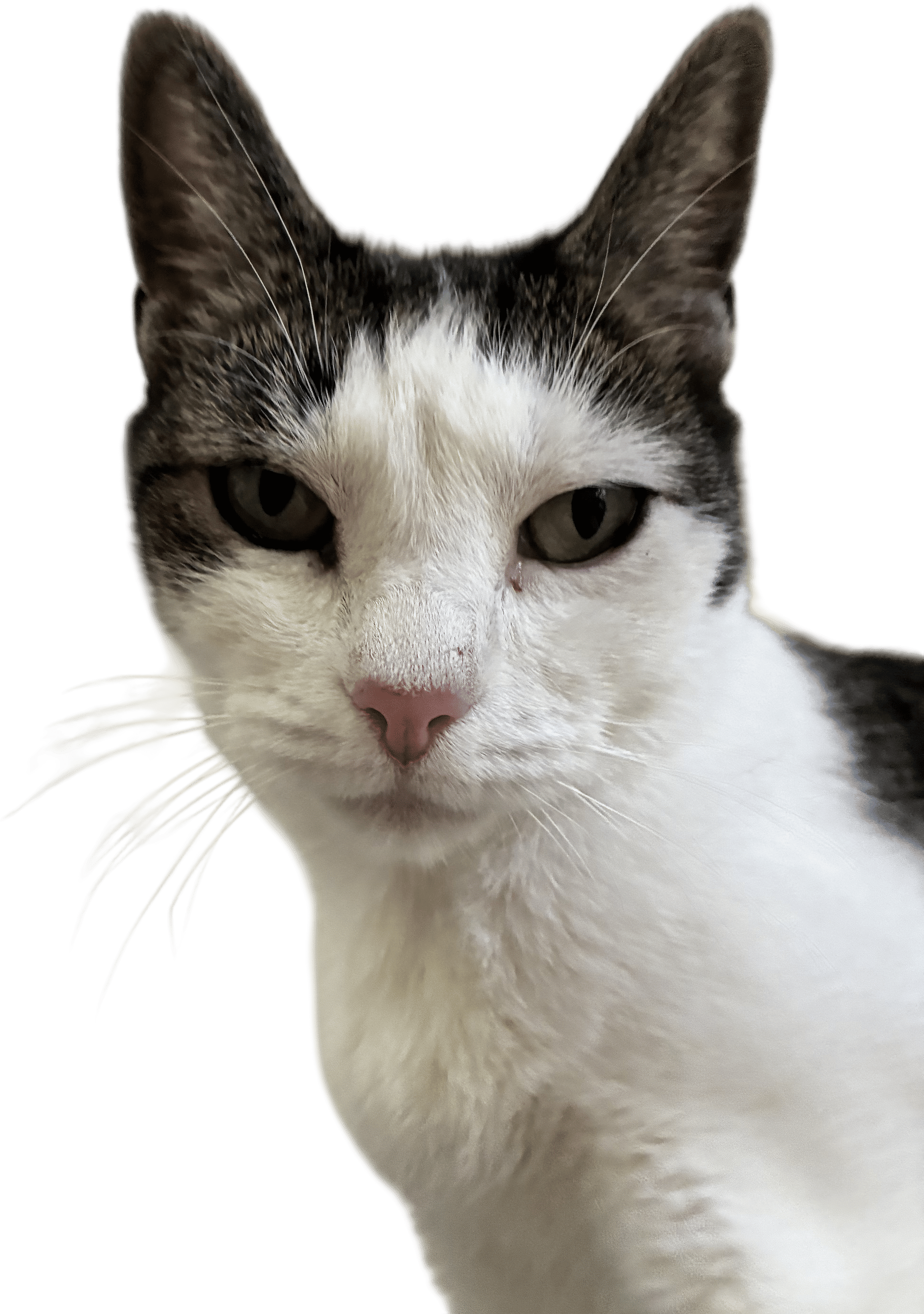 My cat, Alien