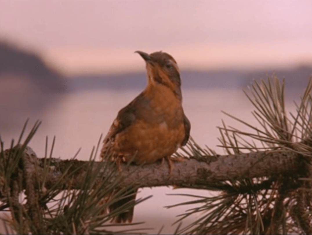 Twin Peaks Opening Sequence