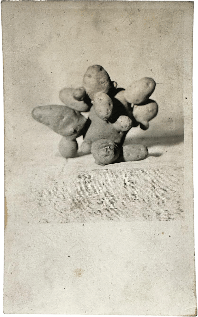 Eric Oglander on Instagram: "SOLD Real photo post card of a potato that weighed 12lbs 11oz. 5” x 3 1/8”. $75. Up on site."