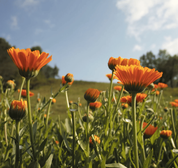 Free Verse Farm