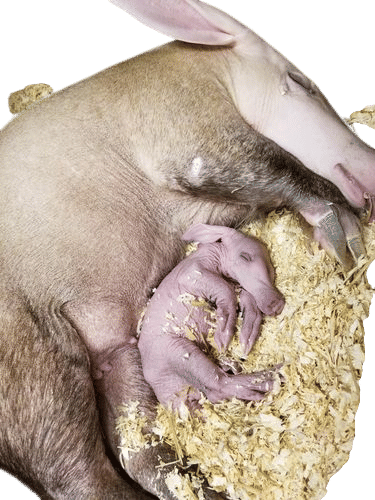 an aardvark baby