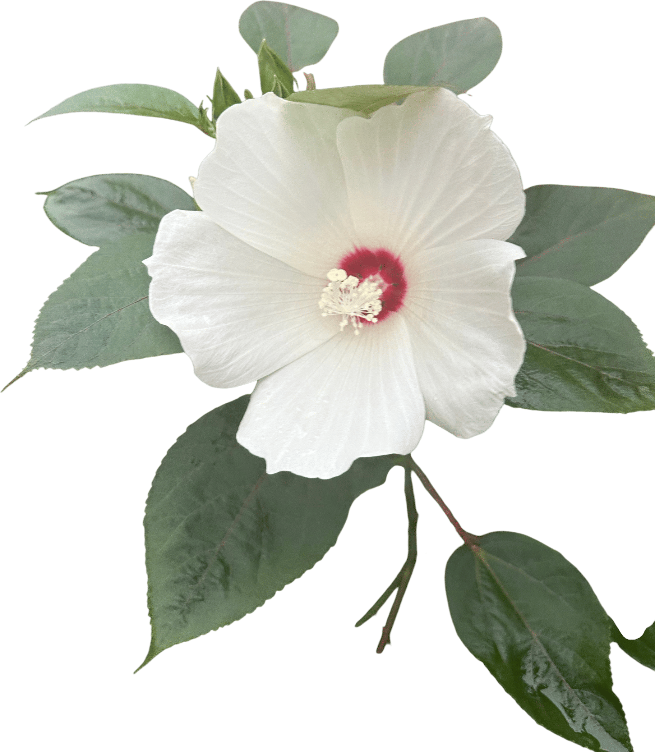 Swamp Mallow